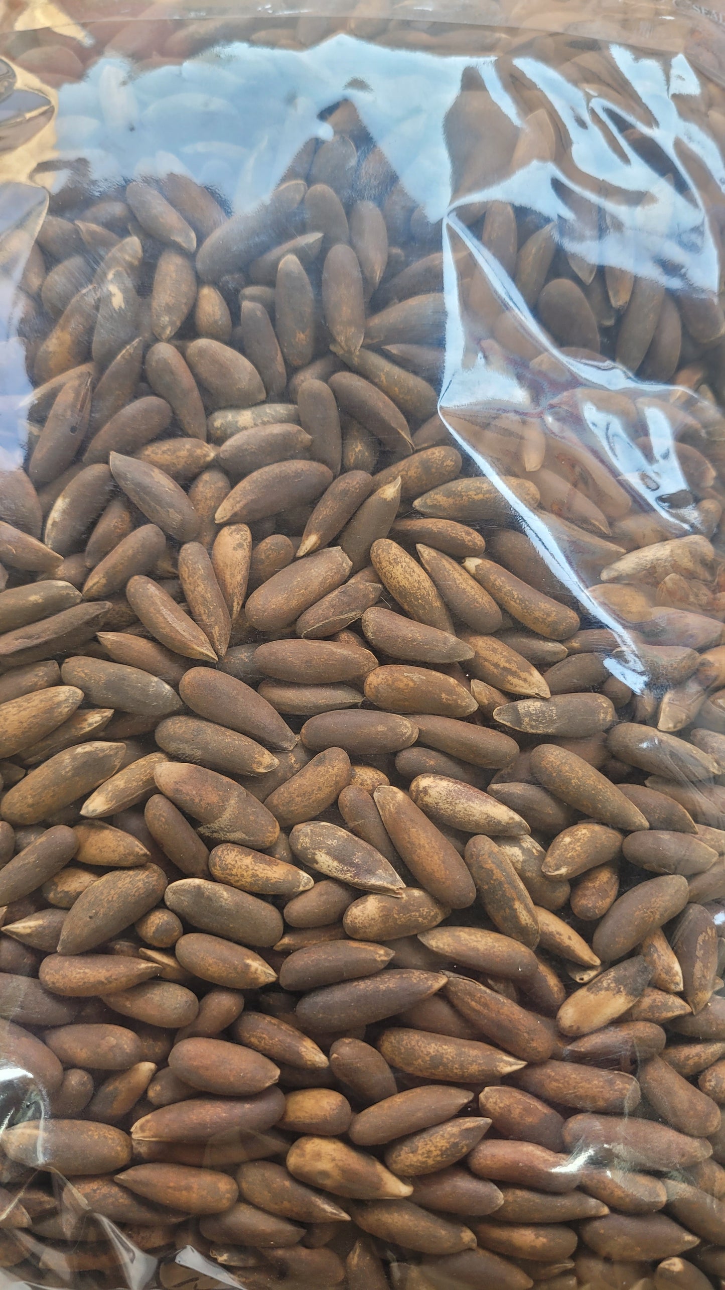 Fresh Roasted Black Chilghoza (Pine Nuts)- Fresh Stock