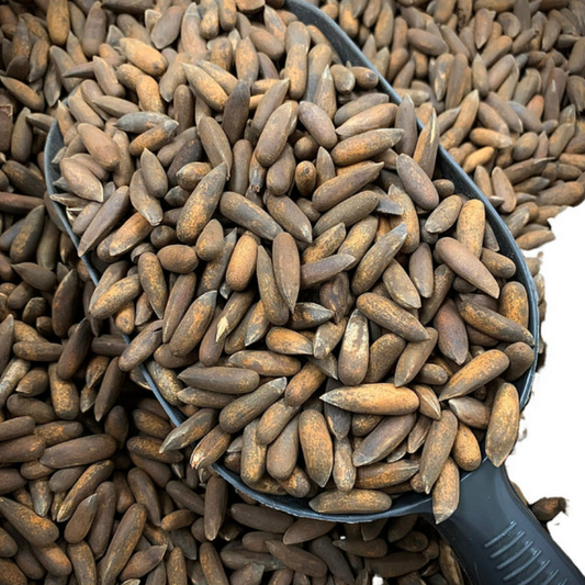 Fresh Roasted Black Chilghoza (Pine Nuts)- Fresh Stock